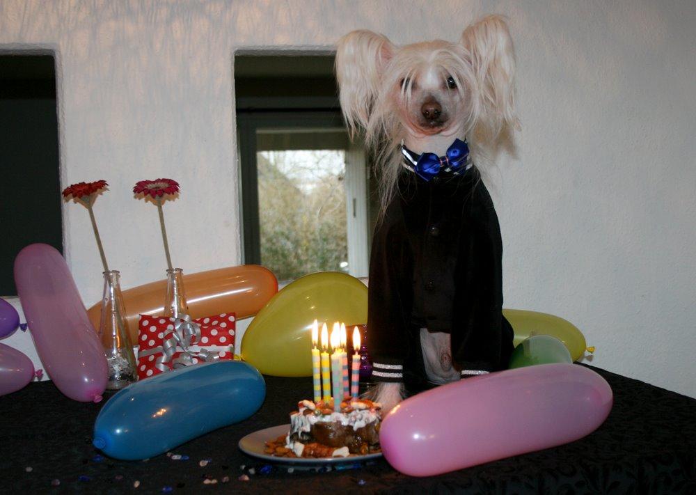 Chinese crested hårløs Silas - Silas blev 7 år d. 16/2-15 billede 11