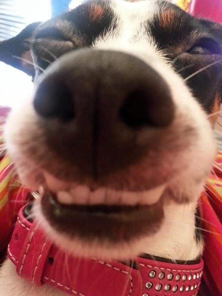 Dansk svensk gaardhund Mynte billede 3