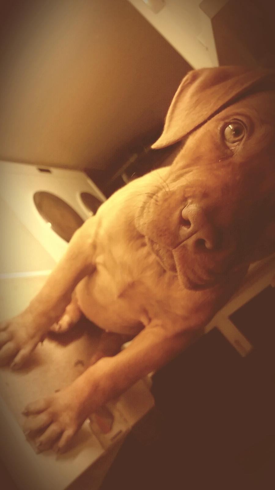 Blanding af racer Jamil billede 3