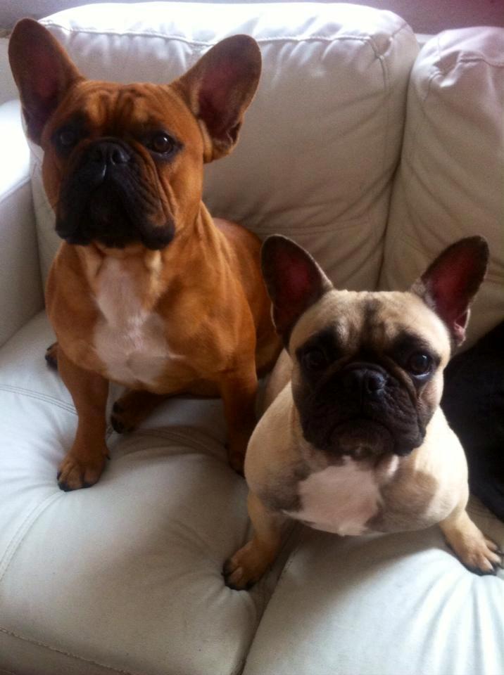 Fransk bulldog Amigo billede 3