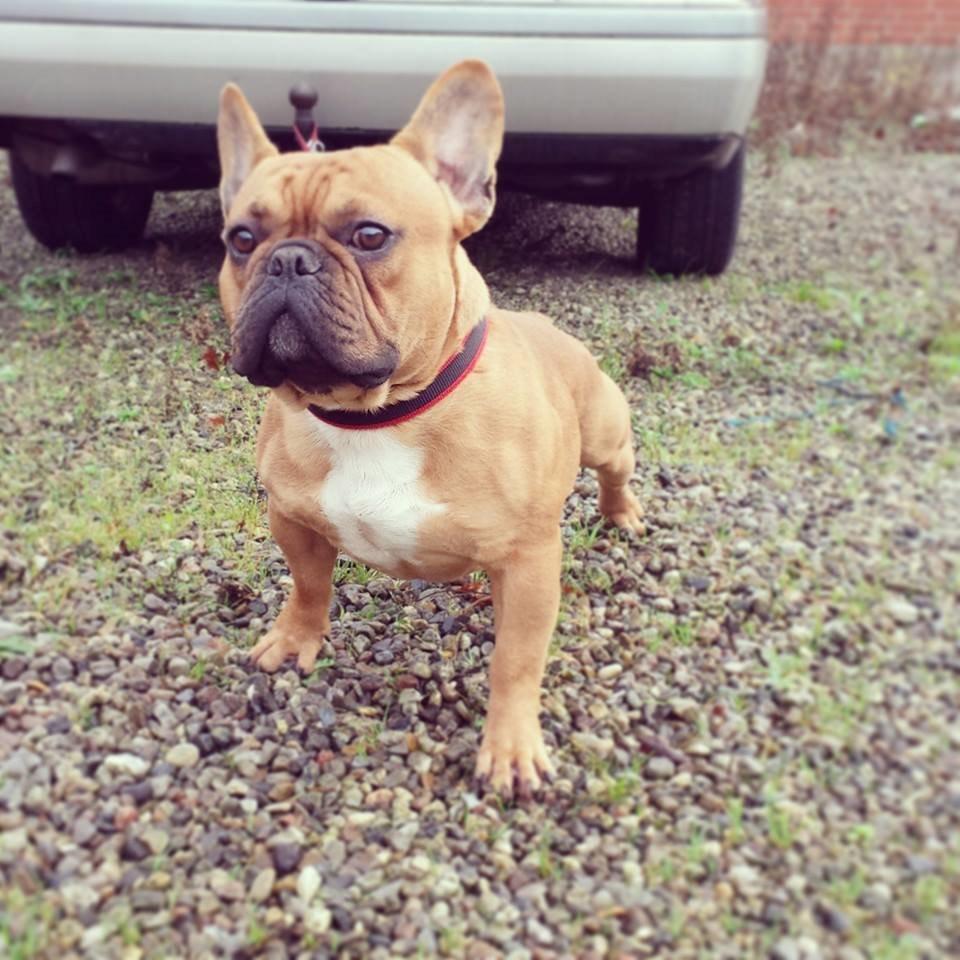 Fransk bulldog Amigo billede 1