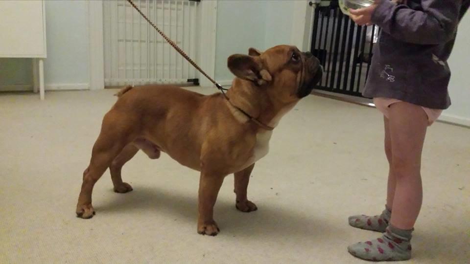 Fransk bulldog Amigo billede 5