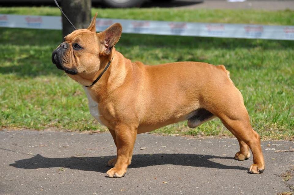 Fransk bulldog Amigo billede 6