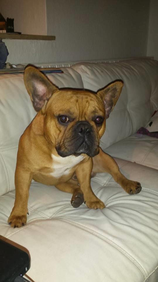 Fransk bulldog Amigo billede 4