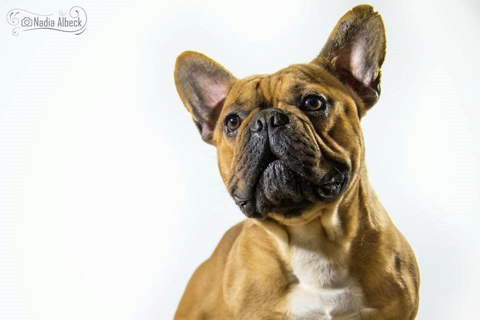 Fransk bulldog Amigo billede 8
