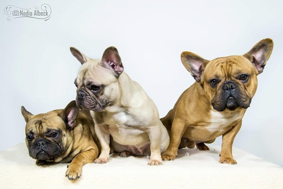 Fransk bulldog Amigo billede 7