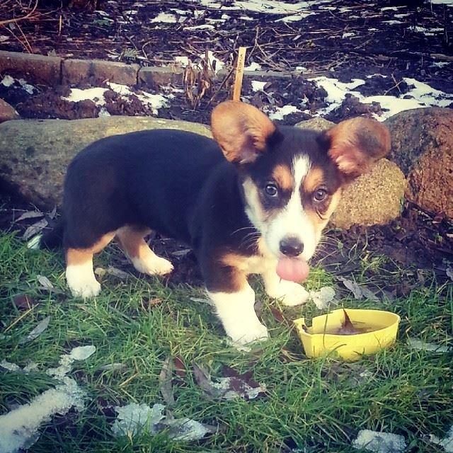 Welsh corgi cardigan Esther billede 21