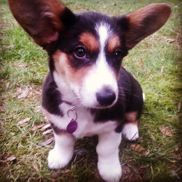 Welsh corgi cardigan Esther billede 23