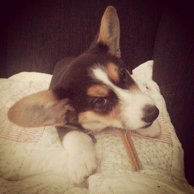 Welsh corgi cardigan Esther billede 22