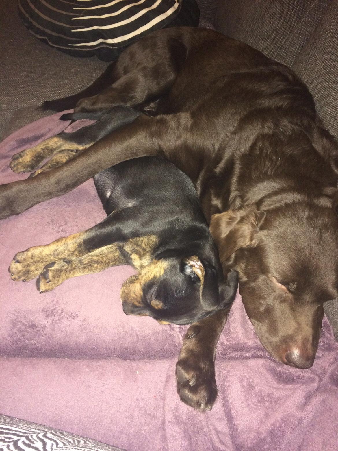 Blanding af racer Congo billede 2