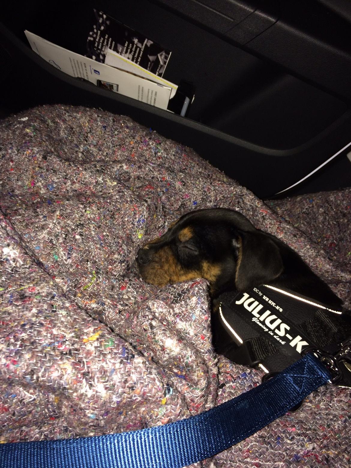 Blanding af racer Congo billede 3