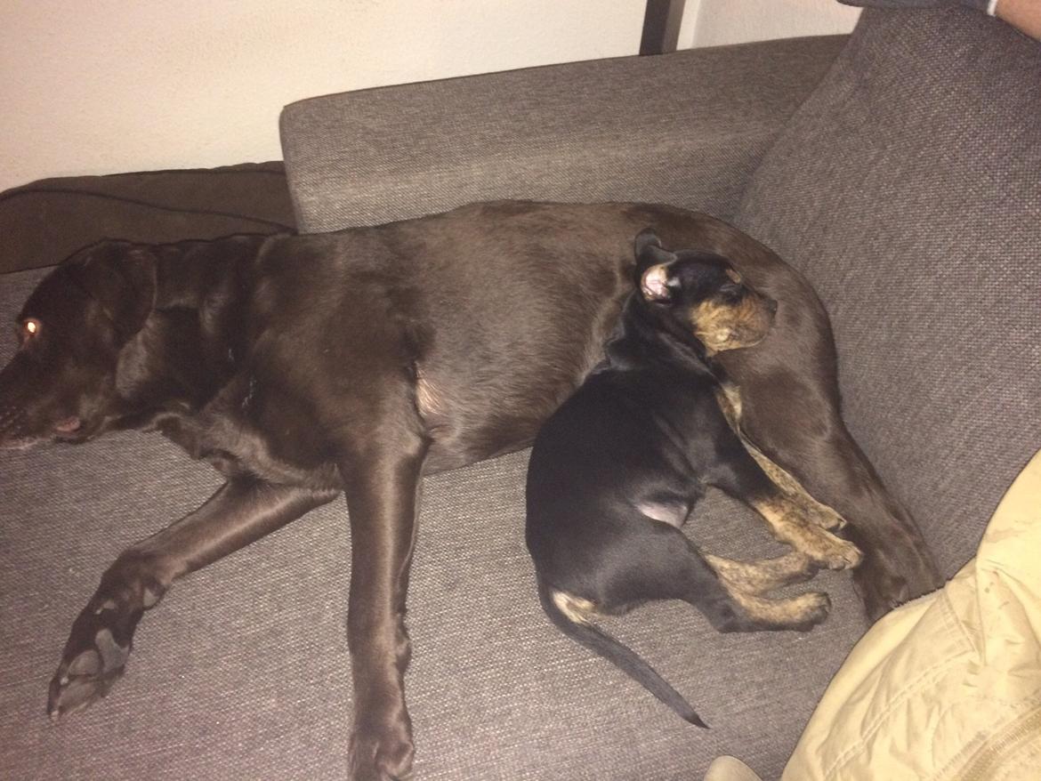 Blanding af racer Congo billede 1