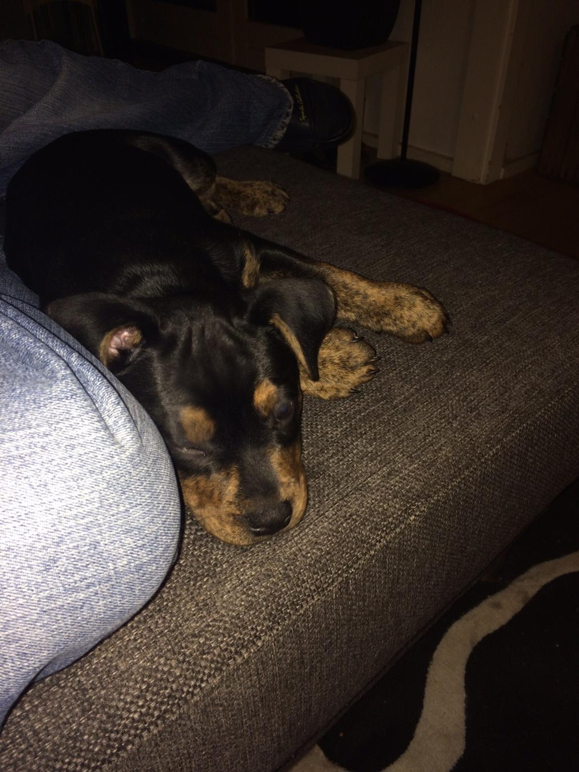 Blanding af racer Congo billede 5