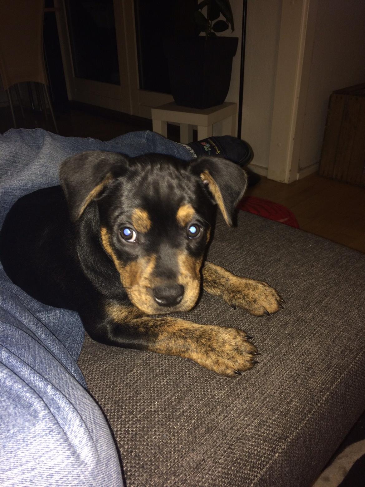 Blanding af racer Congo billede 4