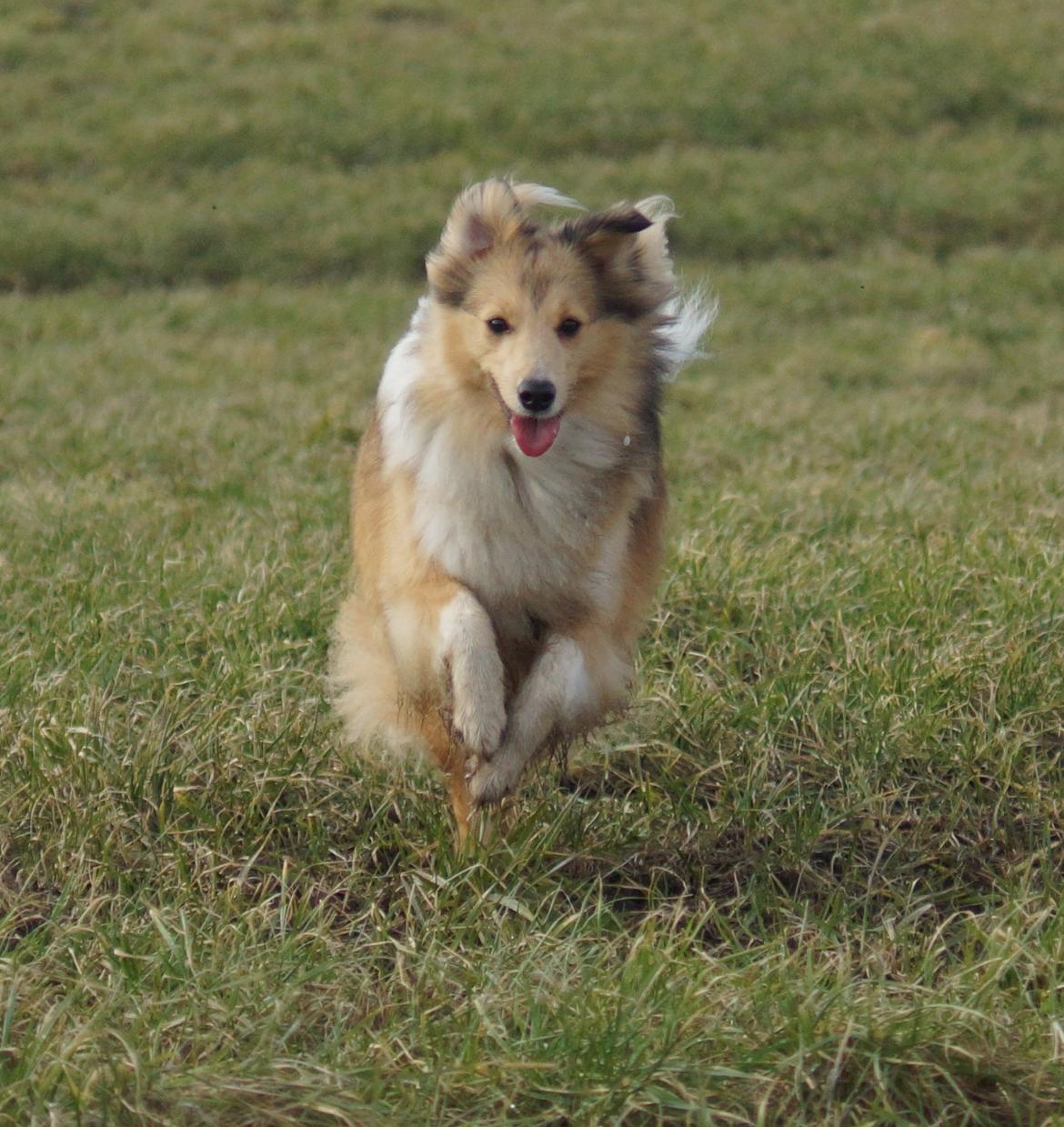 Shetland sheepdog Molly billede 7