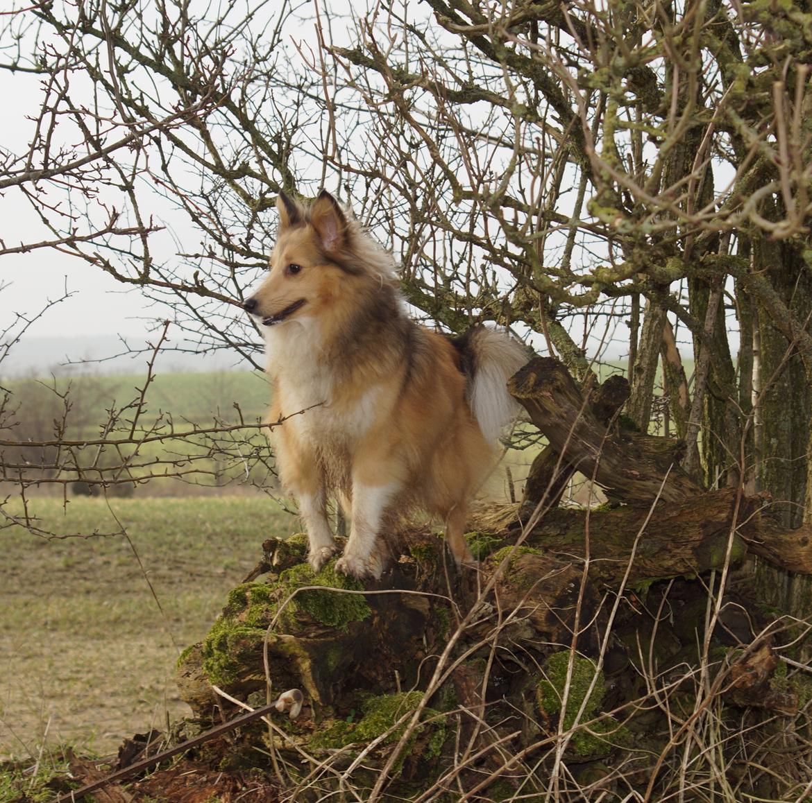 Shetland sheepdog Molly billede 8
