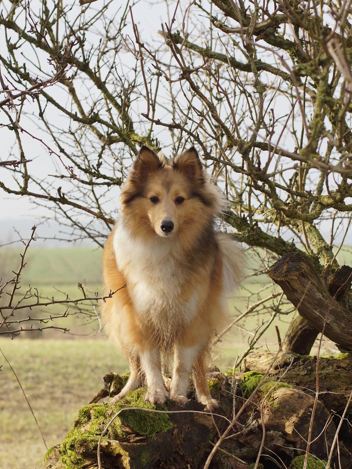 Shetland sheepdog Molly billede 10