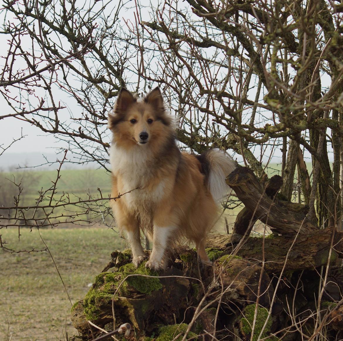 Shetland sheepdog Molly billede 9