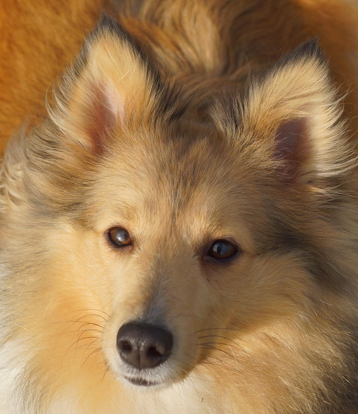 Shetland sheepdog Molly billede 12