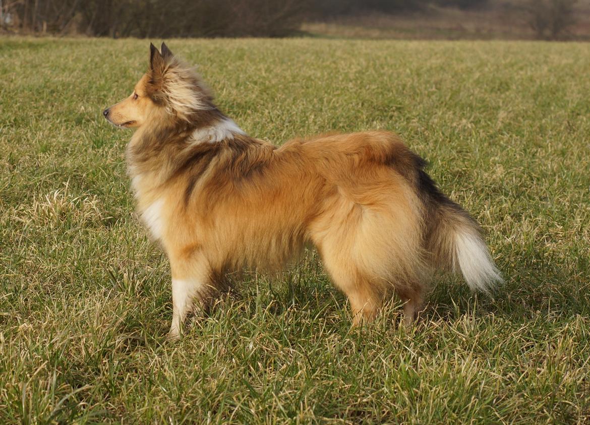 Shetland sheepdog Molly billede 11