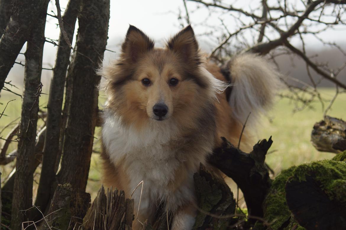 Shetland sheepdog Molly billede 13
