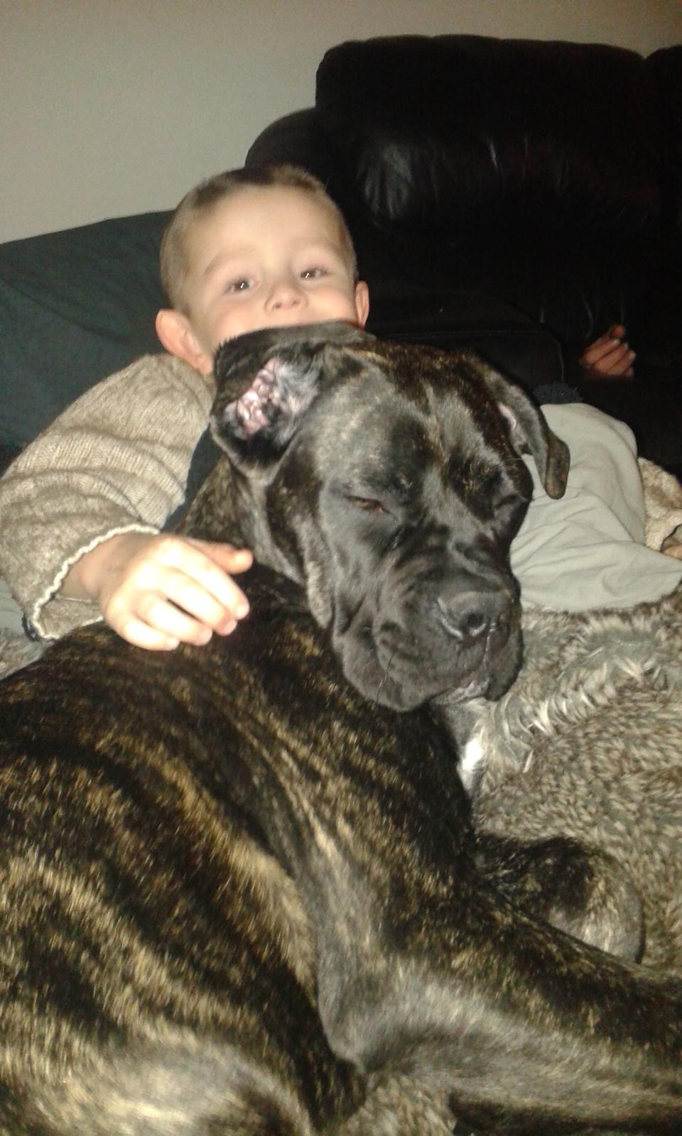 Cane corso Roxy (Venetia De Nobil rose) billede 17