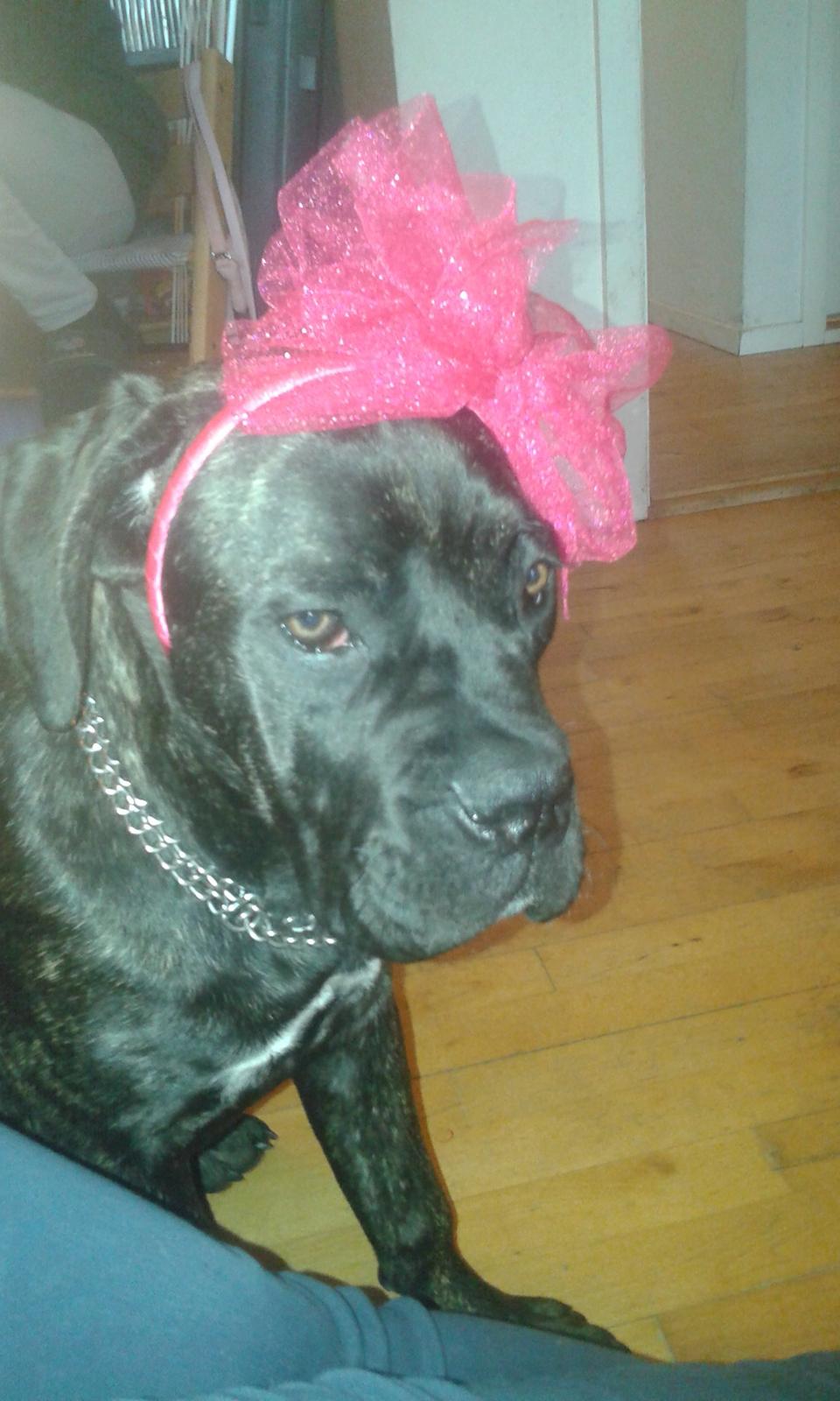 Cane corso Roxy (Venetia De Nobil rose) billede 18