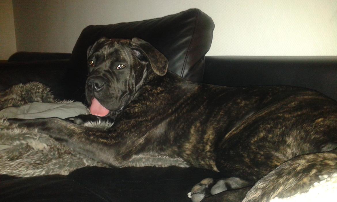 Cane corso Roxy (Venetia De Nobil rose) billede 19