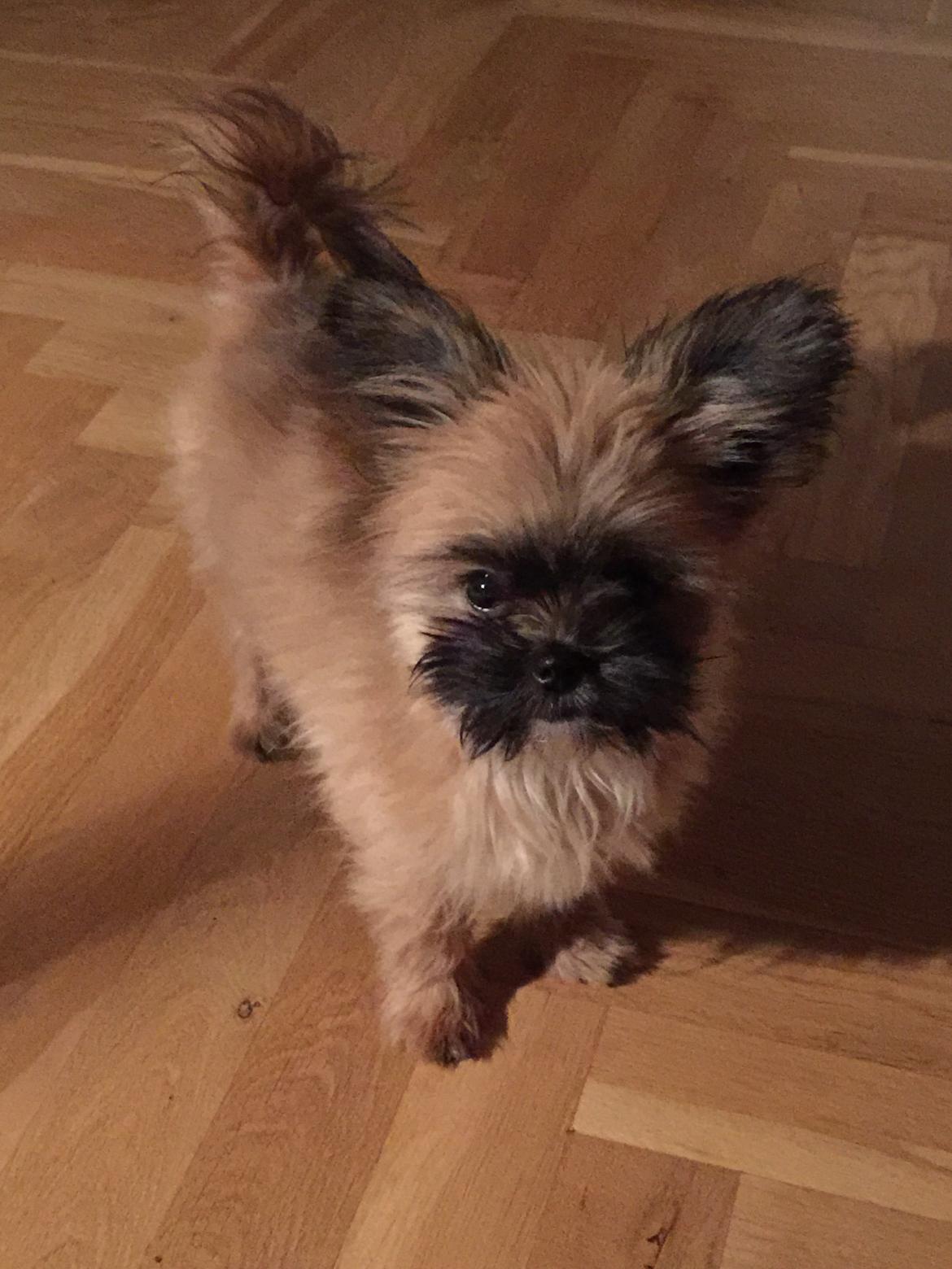 Blanding af racer Viggo billede 13