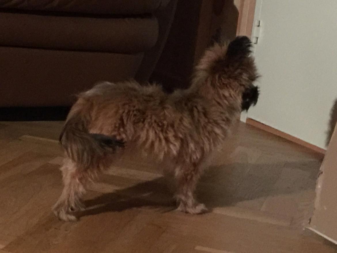 Blanding af racer Viggo billede 12