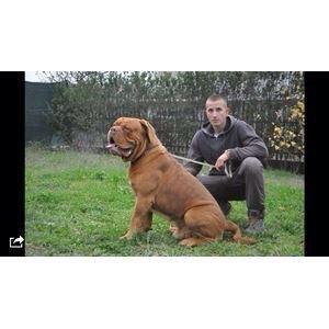 Dogue de bordeaux Sallie  - sallie far billede 7