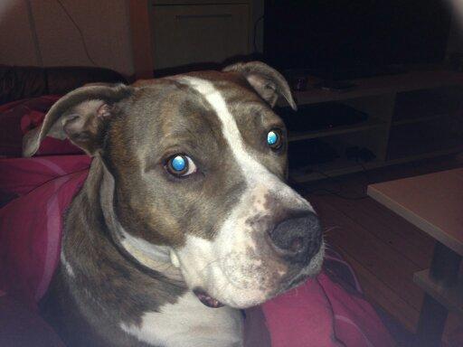 Amerikansk staffordshire terrier Mille billede 17