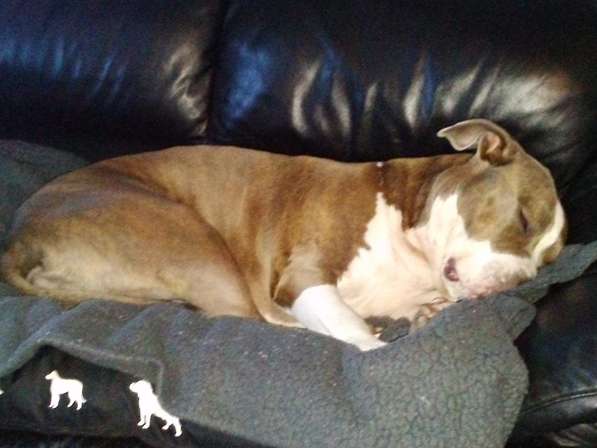 Amerikansk staffordshire terrier Mille - zzz zzz zzz billede 18