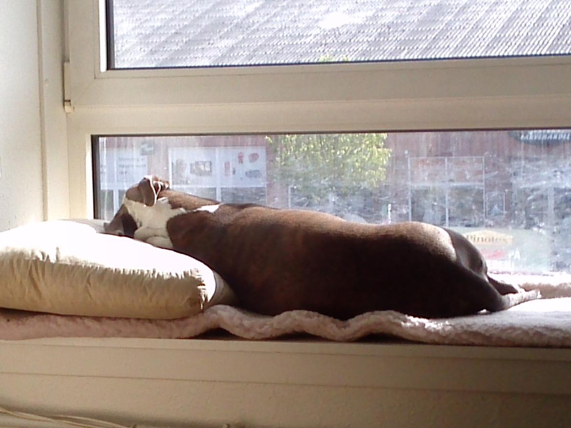 Amerikansk staffordshire terrier Mille - FERIE billede 21