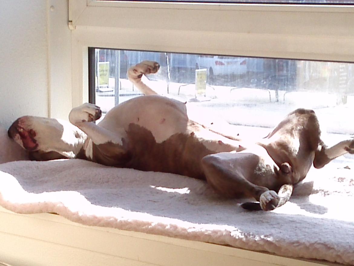 Amerikansk staffordshire terrier Mille - Elsker FERIE😝 billede 22