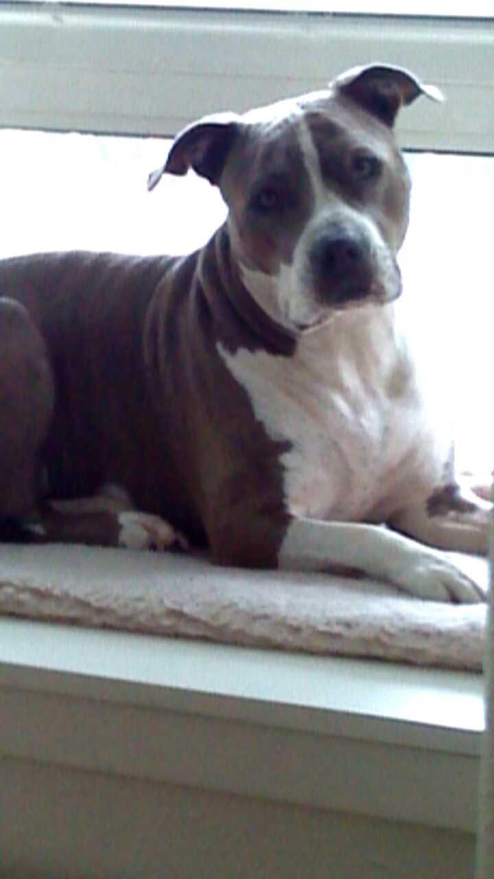 Amerikansk staffordshire terrier Mille billede 24