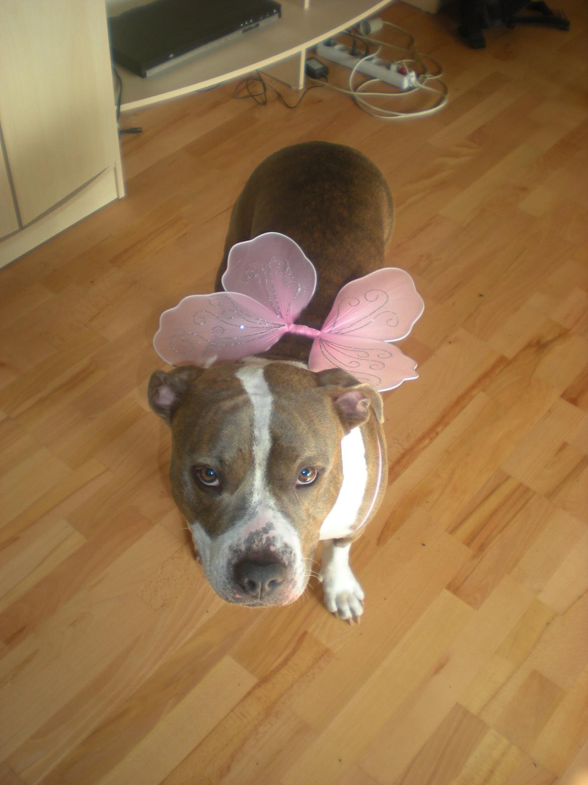 Amerikansk staffordshire terrier Mille - Okay mor, få den af NU! billede 26