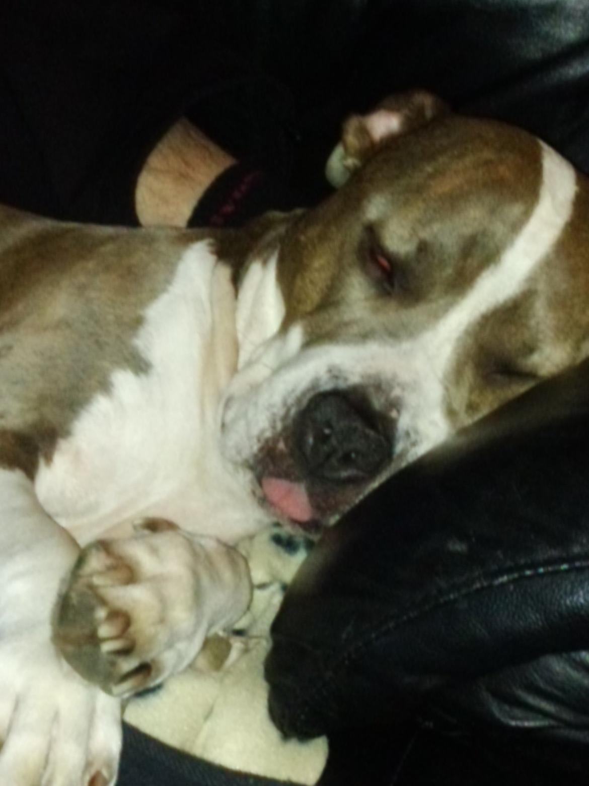 Amerikansk staffordshire terrier Mille - zzz zzz zzz billede 29