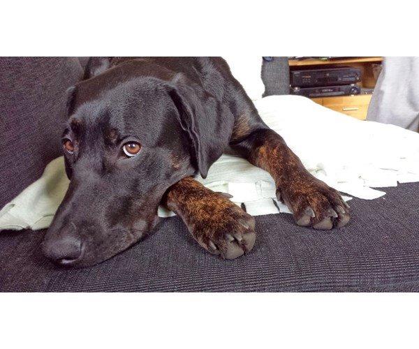 Blanding af racer Tessa billede 1