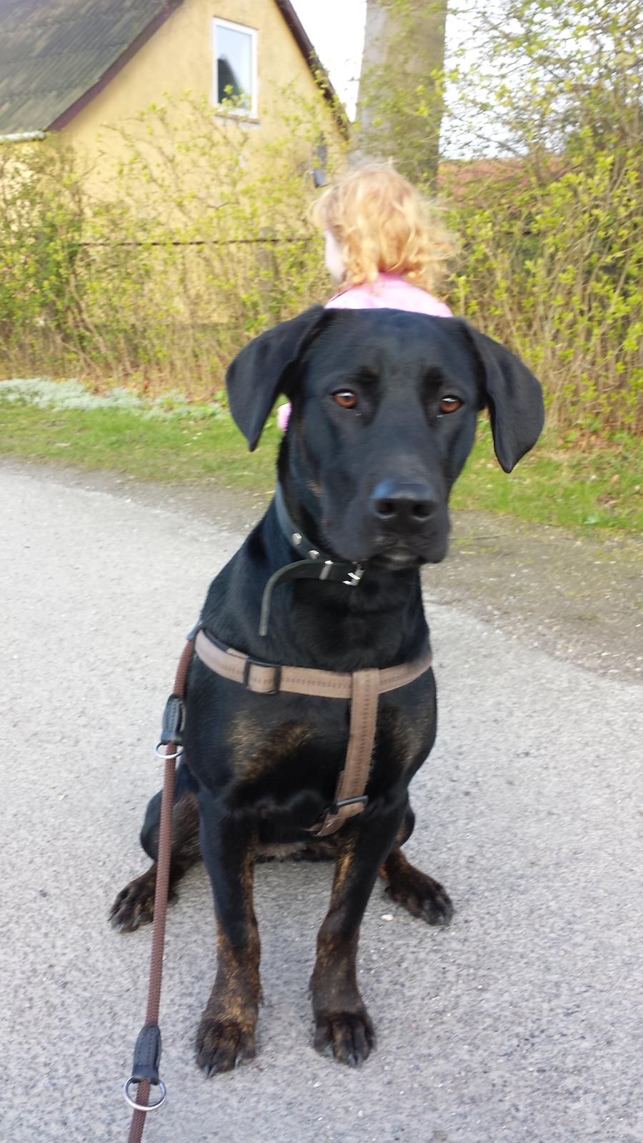 Blanding af racer Tessa billede 3