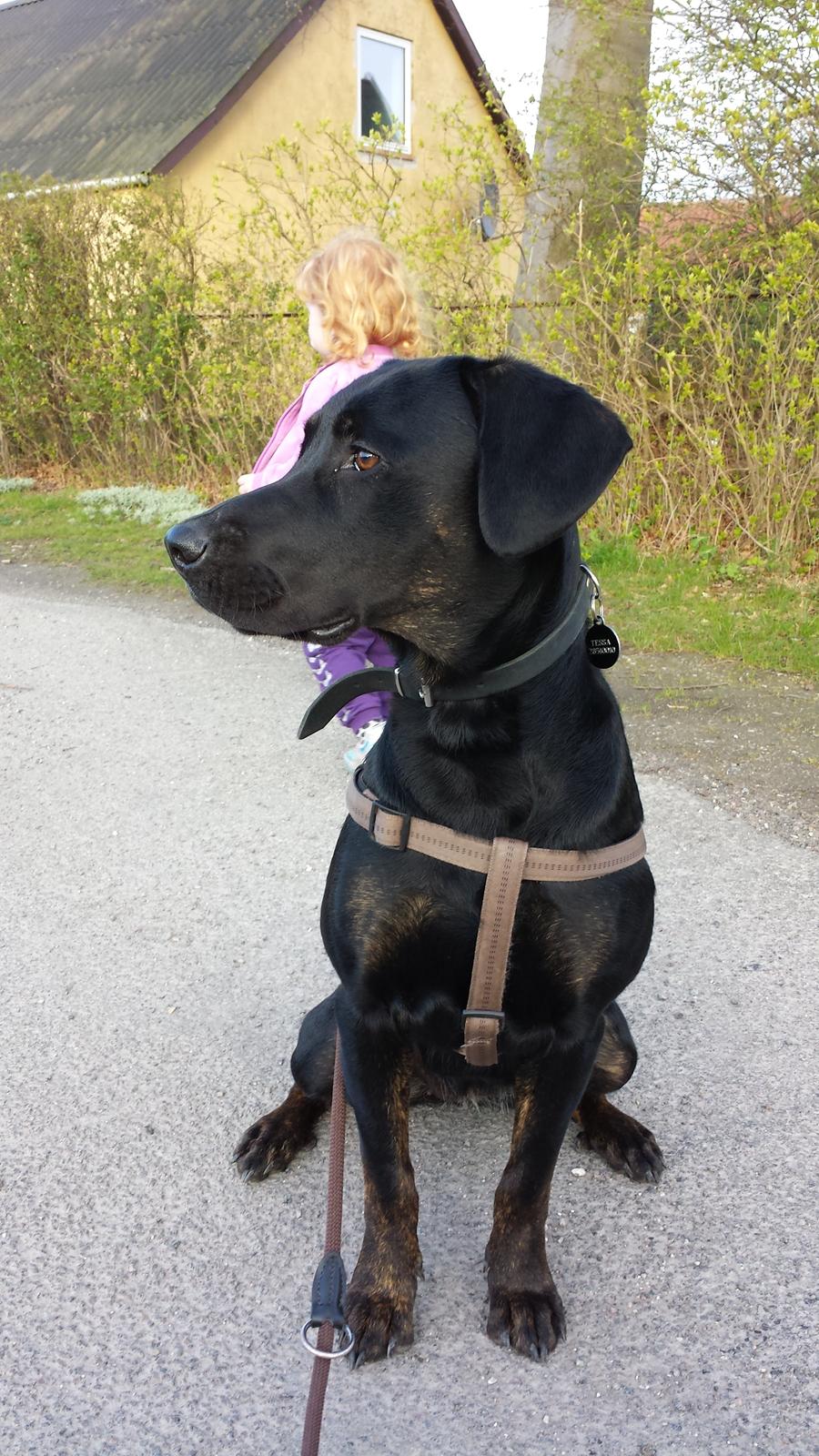 Blanding af racer Tessa billede 4