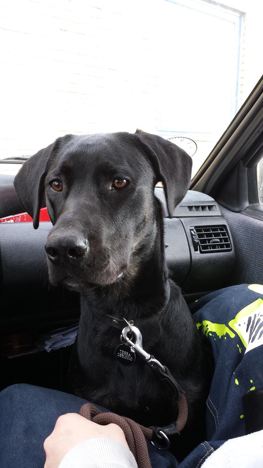 Blanding af racer Tessa billede 2