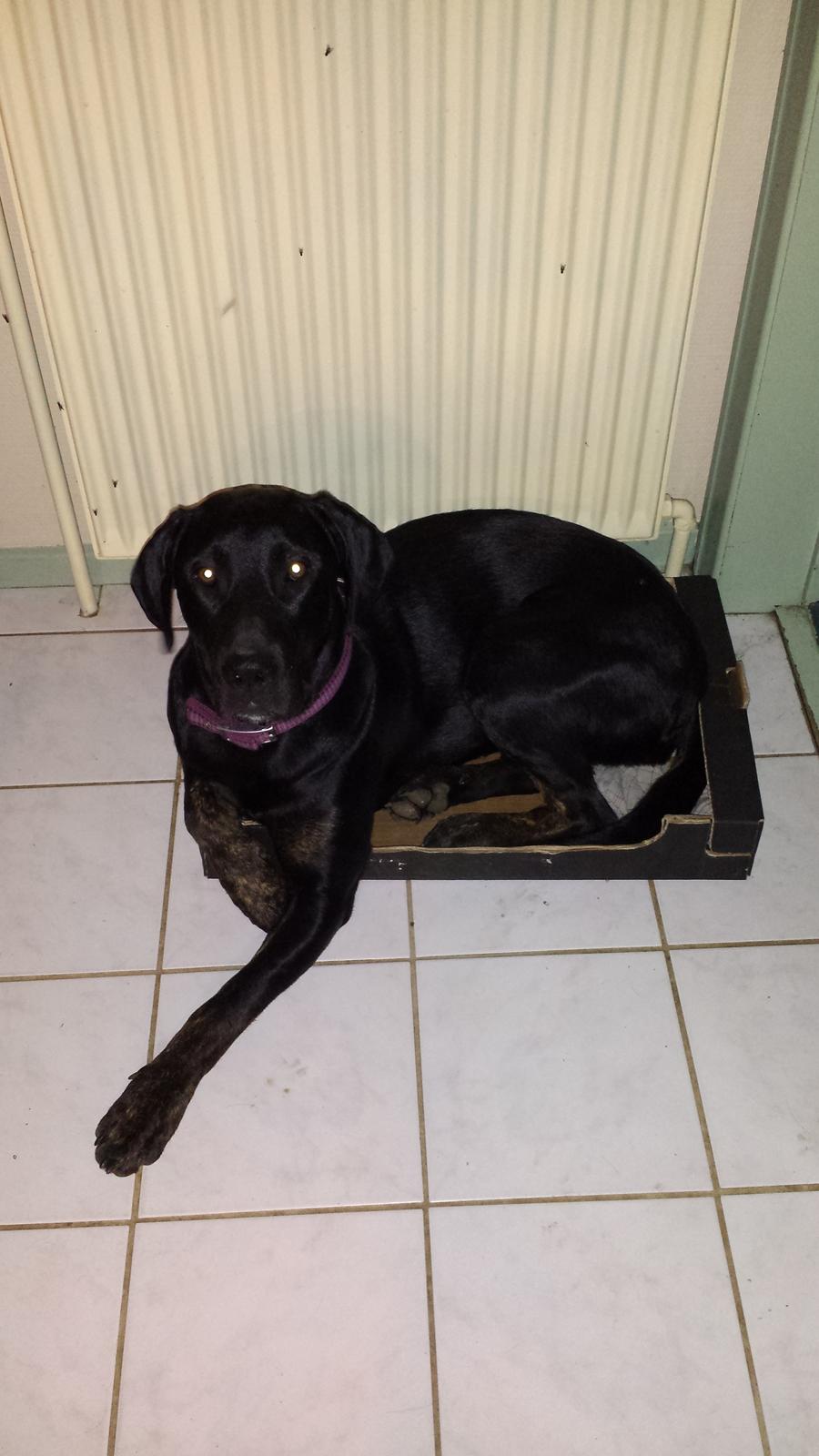 Blanding af racer Tessa billede 5