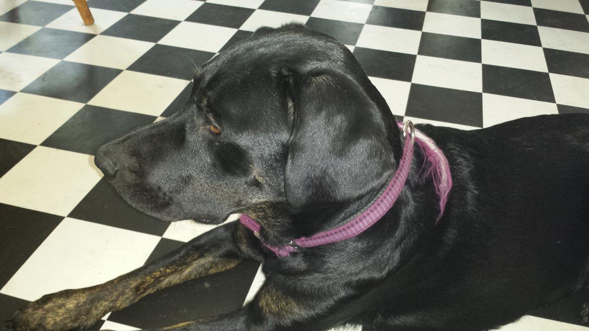 Blanding af racer Tessa billede 7