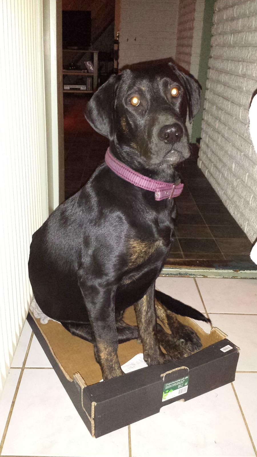 Blanding af racer Tessa billede 6