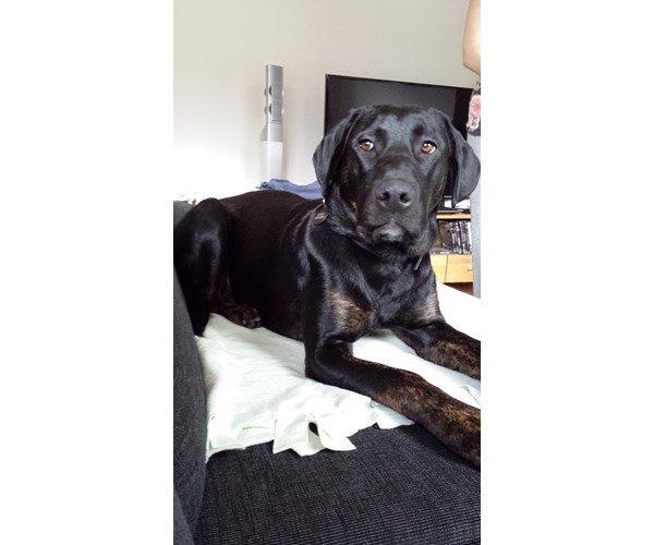 Blanding af racer Tessa billede 8