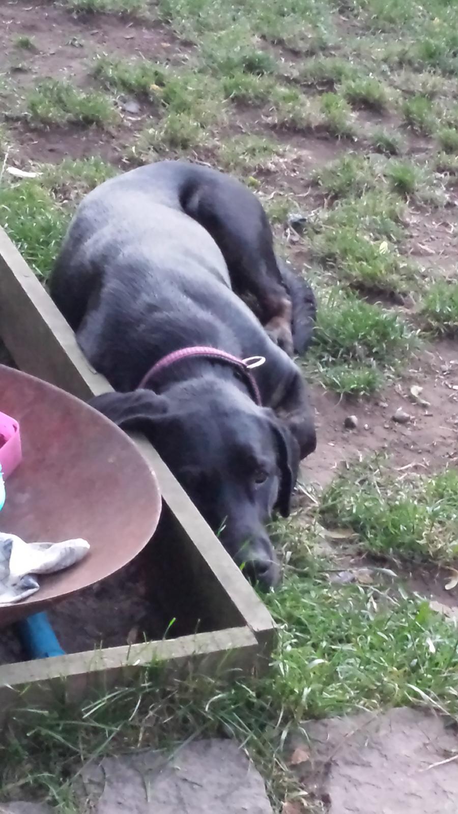 Blanding af racer Tessa billede 9