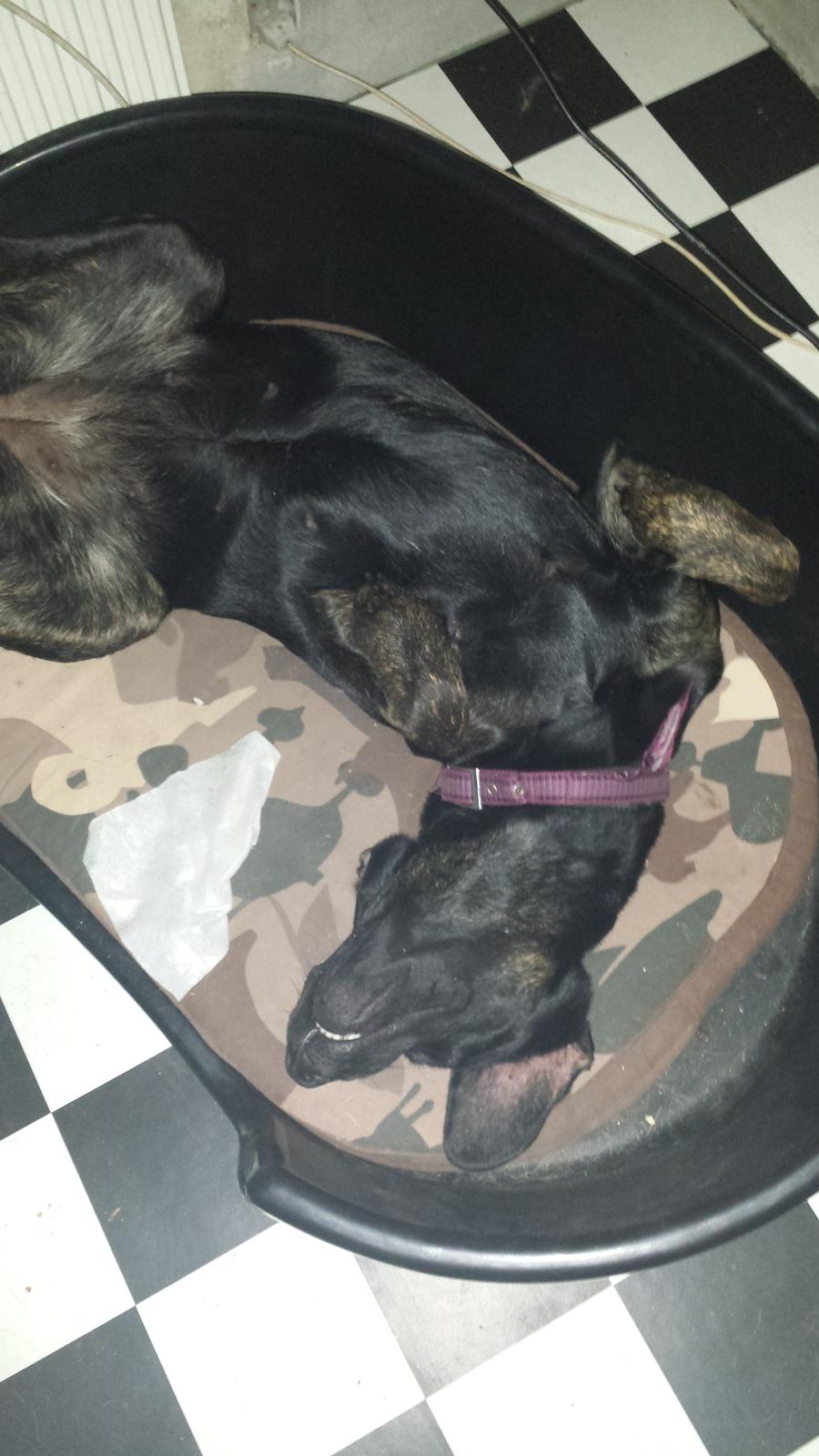 Blanding af racer Tessa billede 10