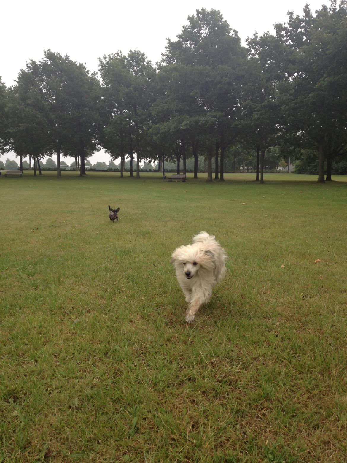 Chinese crested powder puff Bella billede 7