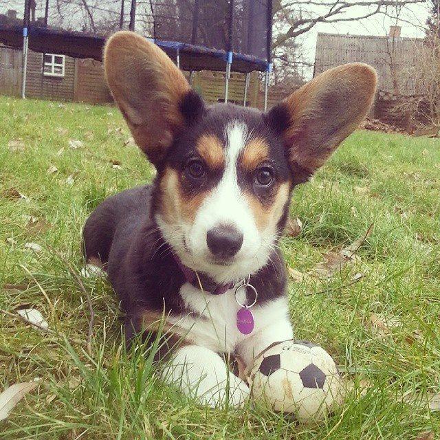 Welsh corgi cardigan Esther - Er jeg ikke søøøøøøøøøøøøøøøøøød.... billede 24